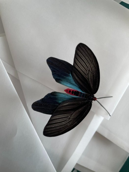 蝶・蛾 ☆蝶 蛾 標本☆③ 7箱 標本 - 商品一覧 | 六甲昆虫