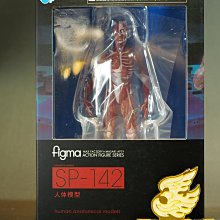 參號倉庫) 現貨figma SP-142 桌上美術館人體模型理科教室可動
