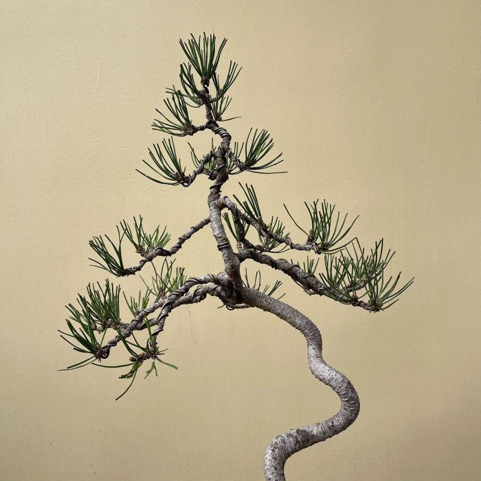 伊豆盆栽＞明星八房五葉松盆栽素材“太幹古木