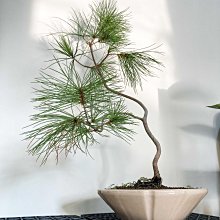 溫栽｡weplant∥五葉松文人樹型觀葉塊根植物陶瓷盆器擺飾居家綠化畢業