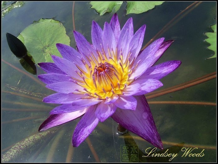水世界蓮花~國際精品熱帶系子母蓮香水蓮Lindsey Woods 林西伍茲(全年帶