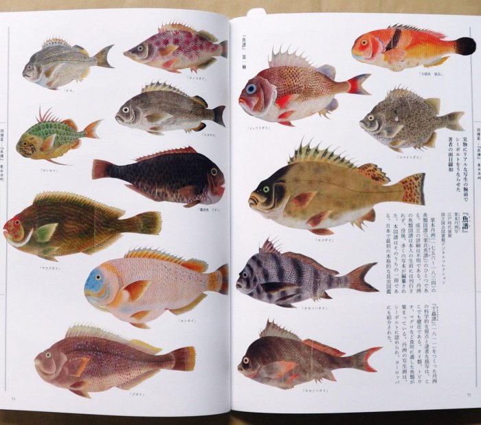 江戶の圖譜魚(平裝) 日本畫魚譜狩野博幸| Yahoo拍賣