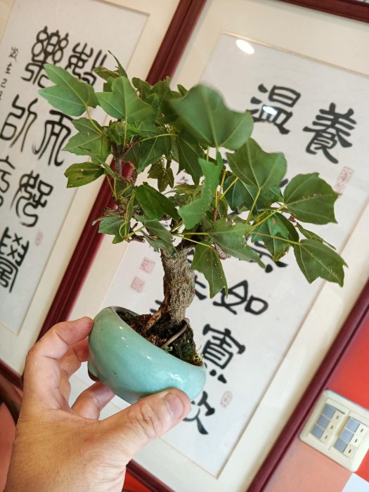 山採5公分老粗頭造型漂亮銀楓樹，小品盆栽屬於最好