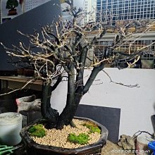 老鴉柿、老爺柿、姬柿…雌株多果自結樹種中品盆栽~樹高：約50公分【紀