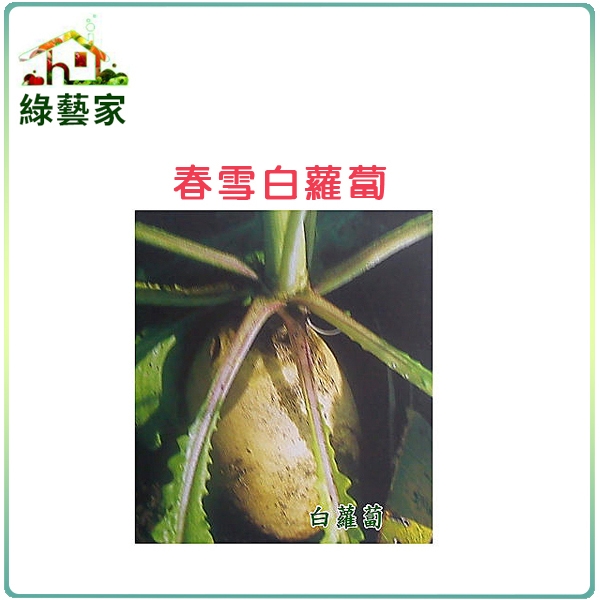 【綠藝家】C02.春雪白蘿蔔種子8克(約700顆)