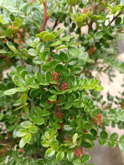 胡椒樹 頂上花藝