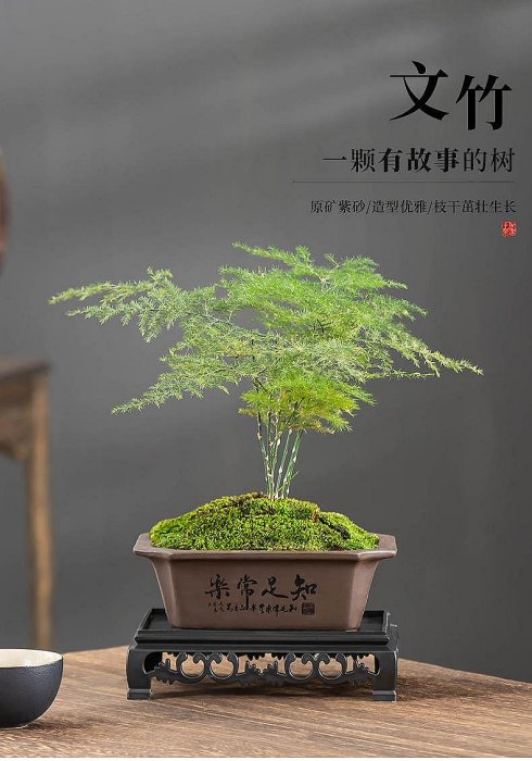 精品紫砂文竹盆栽綠植盆景盆長方形室內桌面綠植禪意盆帶托盤擺件