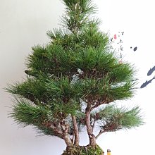 春秋盆栽~ 大品多幹合植三河黑松(A270) | Yahoo拍賣