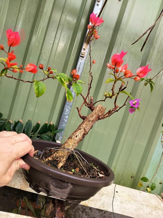 無接枝，很好種植很會開花的九重葛，老樹頭小品盆栽喜歡全日照的環境一