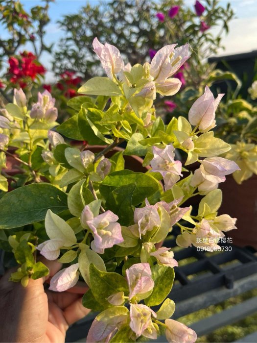 斑葉白雪櫻花 頂上花藝