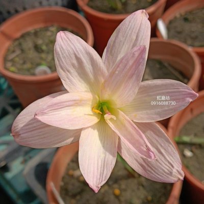 紅磨坊 頂上花藝