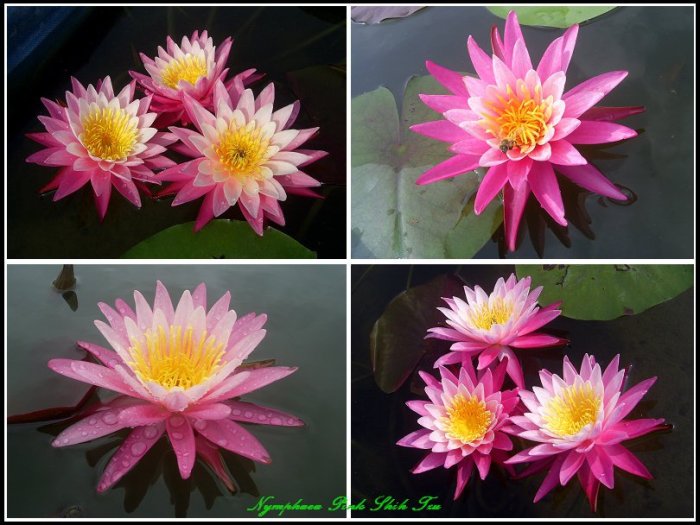 水世界蓮花~耐寒系睡蓮觀音蓮【獨家培育新品】Pink Shih Tzu 紅粉西施