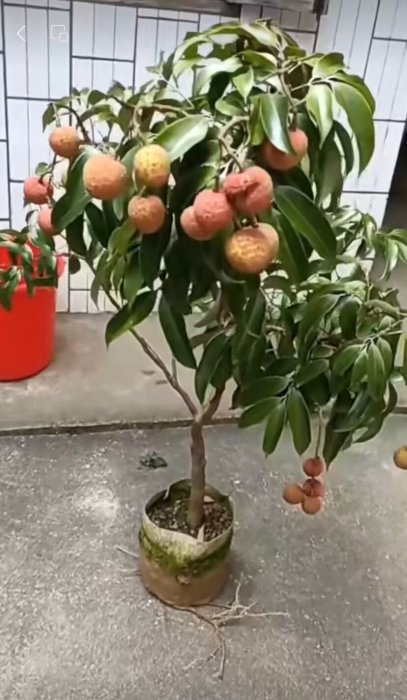 紫娘喜荔枝盆栽【巨無霸品種+結過果+高壓大苗】無核荔枝 大丁香 無籽荔枝 玉荷包 黑葉荔枝 桂味荔枝 玫瑰紅荔枝 妃子笑 | Yahoo拍賣