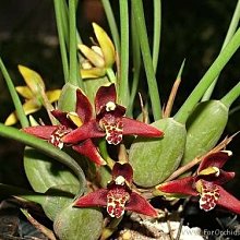 大眾蘭園腋唇蘭(Max. tenuifolia) 花強香| Yahoo拍賣