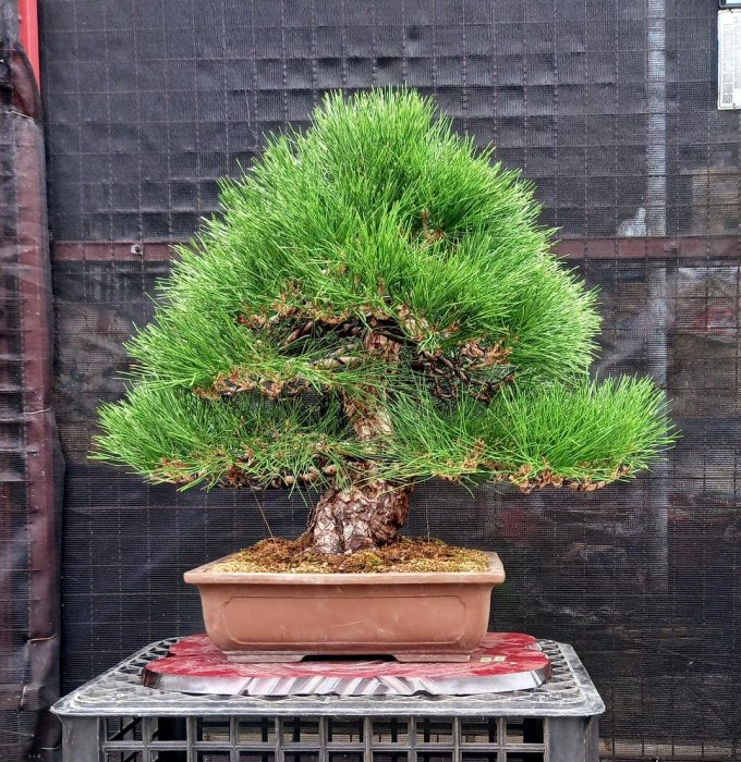 此盆已售出）精緻日本黑松～樹高含盆70cm 寬幅65cm 樹頭幹徑12公分～精