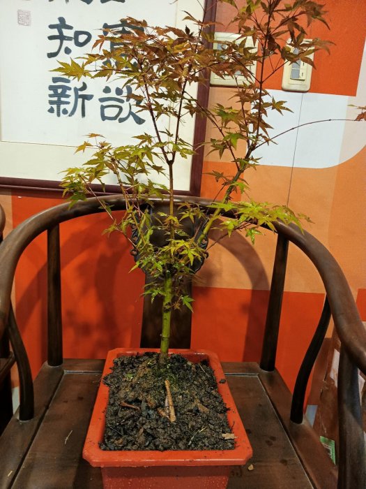 盆栽　楓　小品盆栽 日本品種無接枝紅楓樹大樹型中小品盆栽便宜賣3600元優惠免運好種植喜歡
