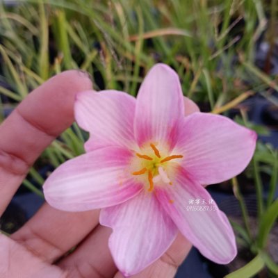 甜蜜天使 頂上花藝