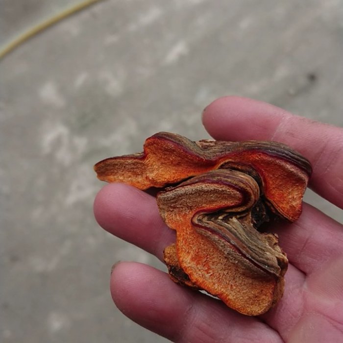 新鮮現採野生牛樟芝