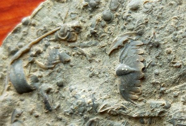 三葉虫 化石 Coronocephalus 三葉虫 化石 Coronocephalus 三葉虫 化石