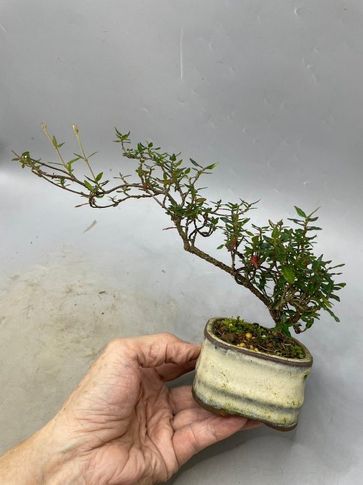 縮緬葛（小品盆栽） 陶樹坊】日本縮緬葛(小品) | Yahoo拍賣