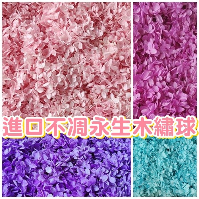 [Hare.D]進口不凋花木繡球永生花(買1g送1g) 高品質 A級 永生不凋 木繡球 永生花 花材 不凋花