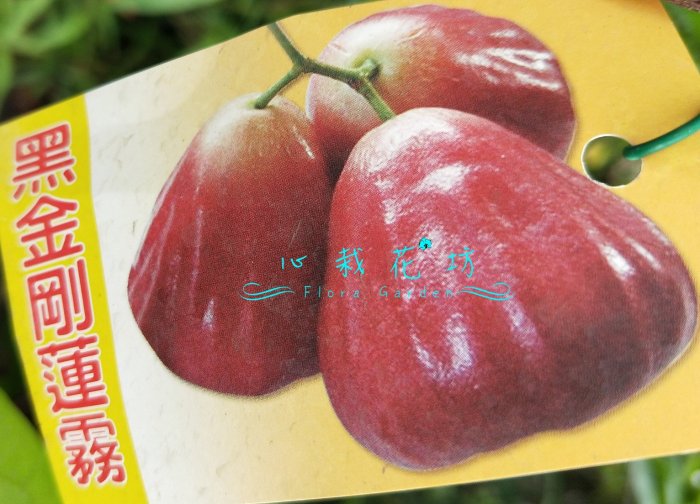心栽花坊-黑金鋼蓮霧/超取會斷頭/黑金剛蓮霧/高壓苗/水果苗/蓮霧品種
