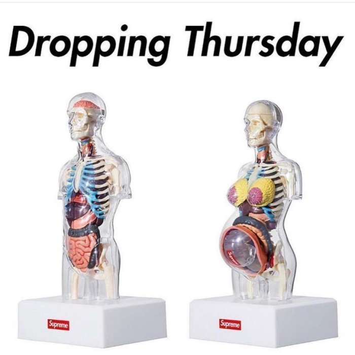 現貨全新Supreme Anatomy Model 人體解剖模型(一組另有優惠) 類
