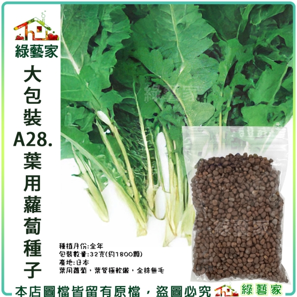 【綠藝家】大包裝A28.葉用蘿蔔種子32克(約1800顆) (日本時田種苗公司進口)