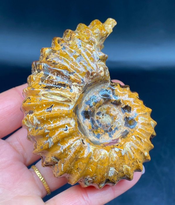 馬達加斯加大尺寸羊角螺化石，敦煌玉化珍品，重237克，保存完美，嚴選 