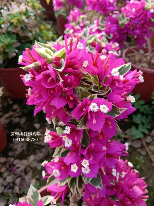 斑紋桃紅姬八房 頂上花藝