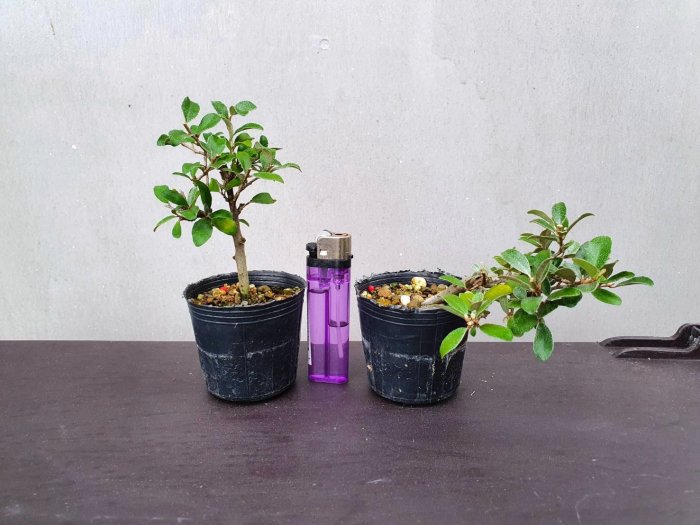 2吋盆(小葉)寒茱萸、銀梧、宜梧小品盆栽盆景豆盆微景觀diy素材| Yahoo拍賣