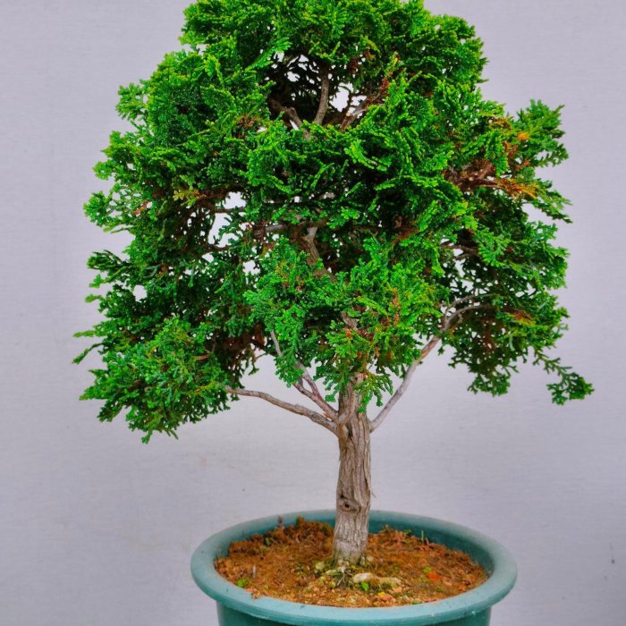 日本津山檜木三點蓆式盆栽主樹】樹高：30公分～標準直幹大樹體→完整無