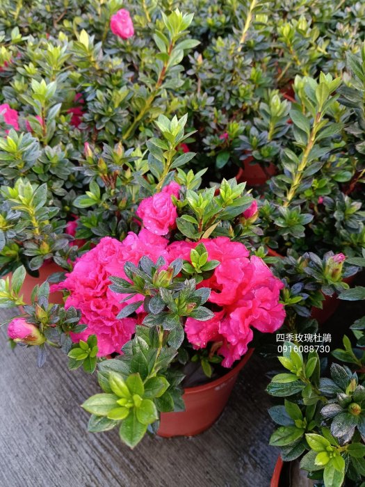 四季玫瑰杜鵑 頂上花藝