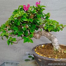 展覽級【八房無刺九重葛精緻小品盆栽】※吉祥開運樹種→老度佳、完整無