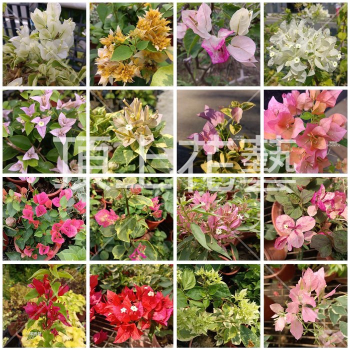 各種九重葛現剪枝條 頂上花藝