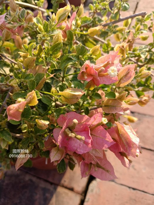 國際粉絲 頂上花藝