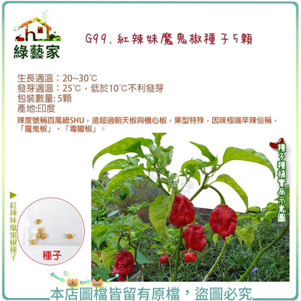 【綠藝家】G99.紅辣妹魔鬼椒種子5顆 辣椒 種子 蔬菜 蔬果 果菜類