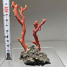 血赤珊瑚原木天然58g 高11公分| Yahoo拍賣