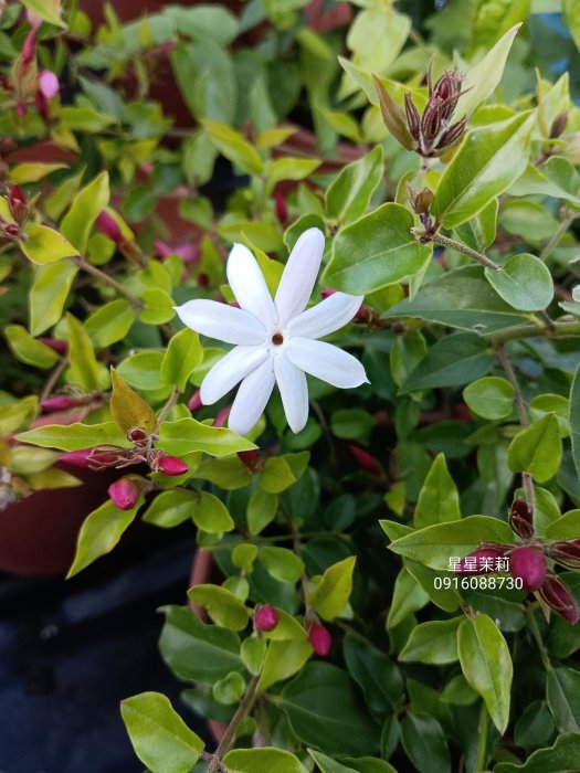 星星茉莉 頂上花藝