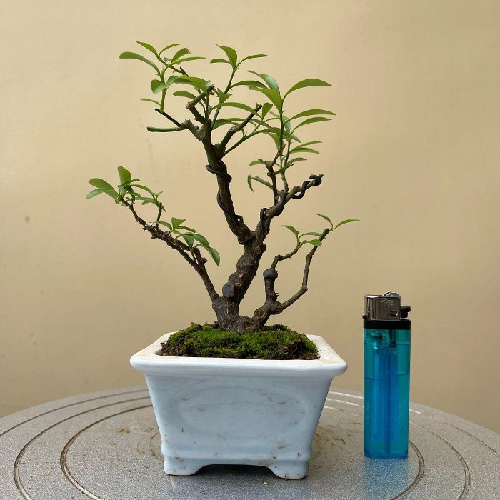 伊藤盆栽-日本小品金豆/雙幹母子樣樹型/黑松/五葉松/真柏/羅漢松/金豆