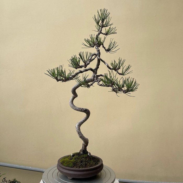 伊藤盆栽-日本小品八房黑松/文人樹型/黑松/五葉松/真柏/羅漢松/金豆