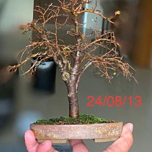 831.虹泉 紫釉抚角段足長方 盆栽鉢 植木鉢 16.8*13.3*4cm Amazon.com: MSEONWXI Indoor Tabletop Fountain with 4-Tier