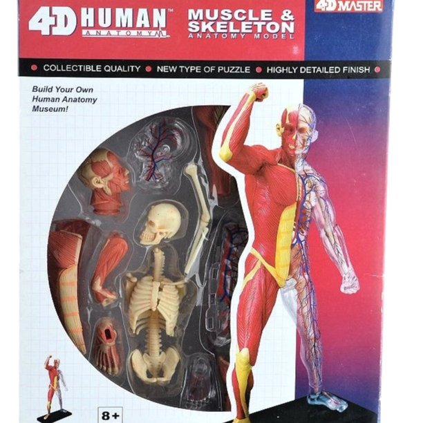 4D Master 人體血管肌肉組織骨骼解剖拼裝模型教學用具~ 萬能百貨