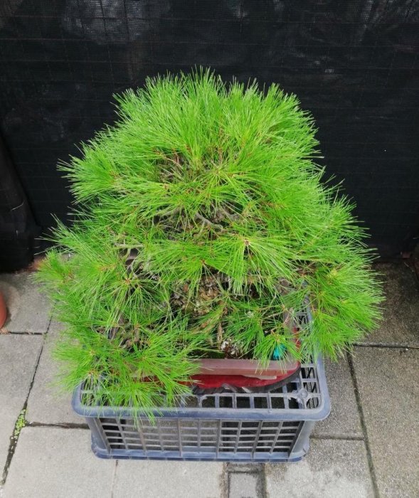 已售出～日本赤松～樹高含盆65cm 寬幅60cm 幹徑10公分～ | Yahoo拍賣