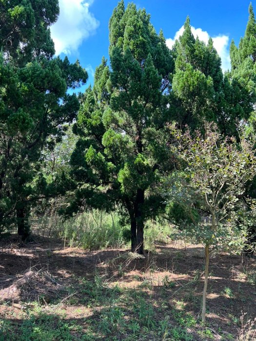 🌴旭昇景觀樹園藝行】大型龍柏樹高度6-7米.米徑20-30公分,桂花真柏黑 🌴旭昇景觀樹園藝行】大型龍柏樹高度6-7米.米徑20-30公分,桂花真柏黑