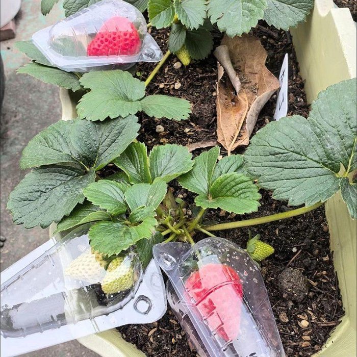 【珍愛頌】N427 透明 草莓保護罩 草莓保護殼 塑料保護套 包覆殼 果實殼 塑膠殼 保護果實 防鳥啄 碰土 手壓固定