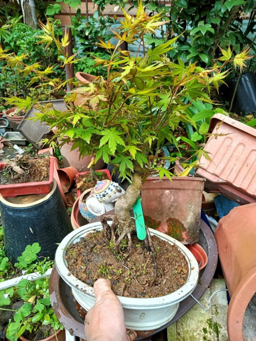 楓　小品盆栽 楽天市場】ミニ盆栽 楓 かえで ミニミニ盆栽 板屋名月 十二単衣 カエデ