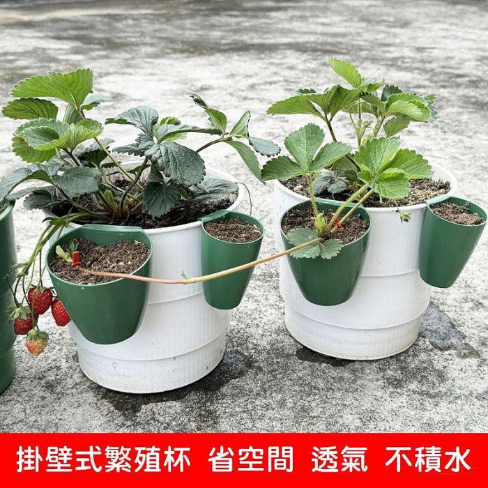 【珍愛頌】N412 草莓育苗杯 草莓種殖杯 外掛草莓育苗盆 草莓繁殖杯 草莓走徑繁殖杯 育苗杯 掛壁式繁殖杯 多肉育苗杯