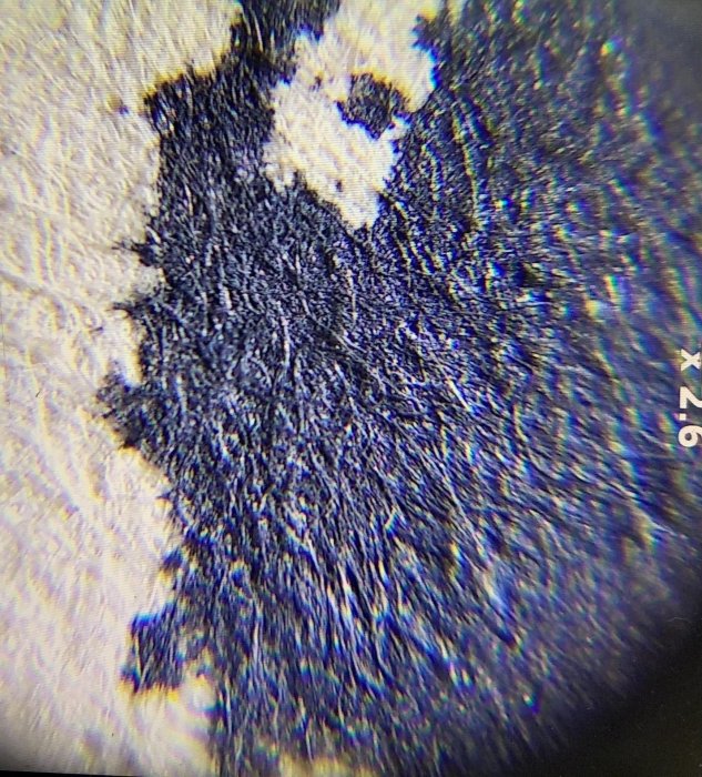 嚴選日本明治時期佐竹永陵創作蘭花麻雀小掛軸，綾裱精工細作紙本獸骨軸