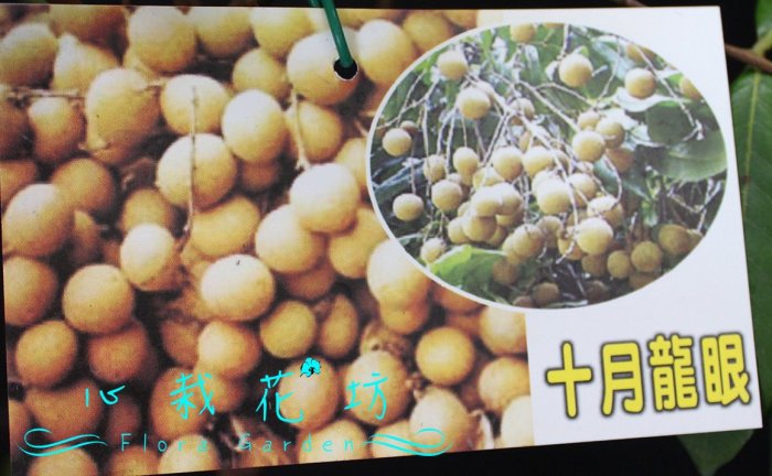 心栽花坊-十月龍眼/超取會斷頭/4吋盆/龍眼品種/嫁接苗/水果苗/售價300
